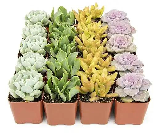 Succulents Plants Live (20PK) in Pots