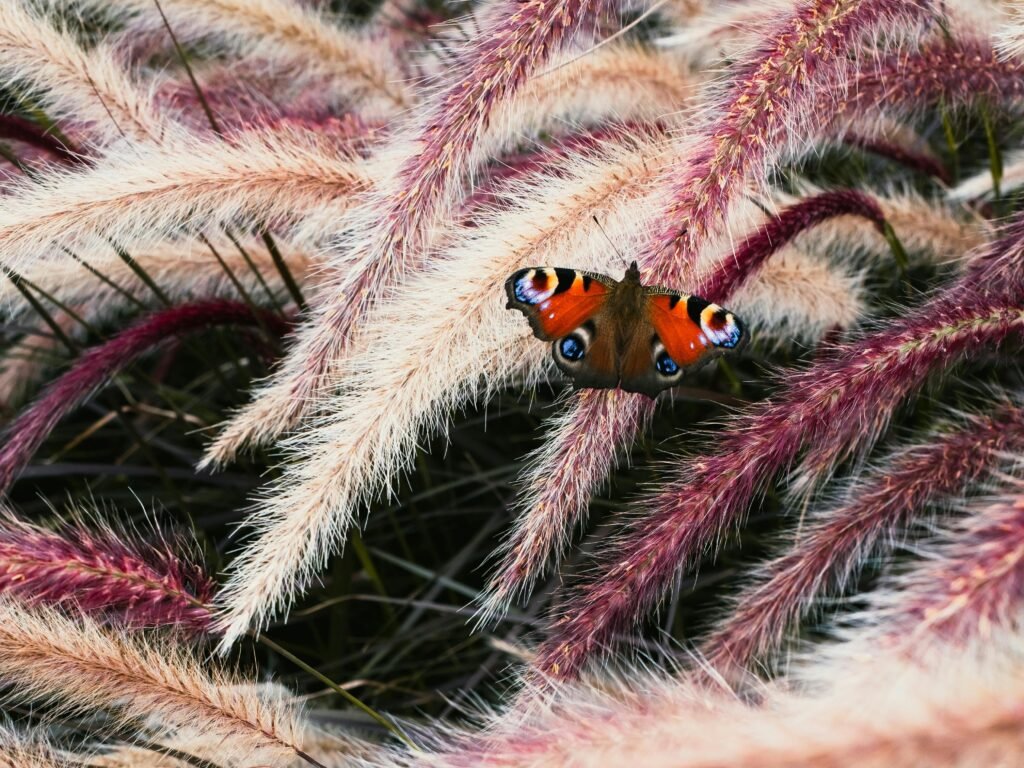 butterfly in the wild