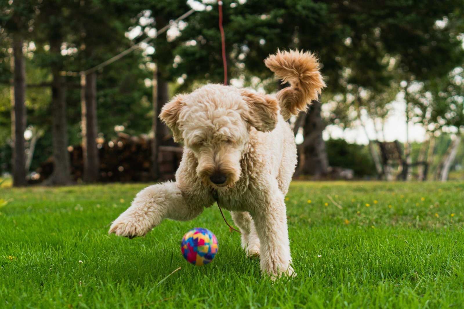 a goldendoodle dog playing ball outside