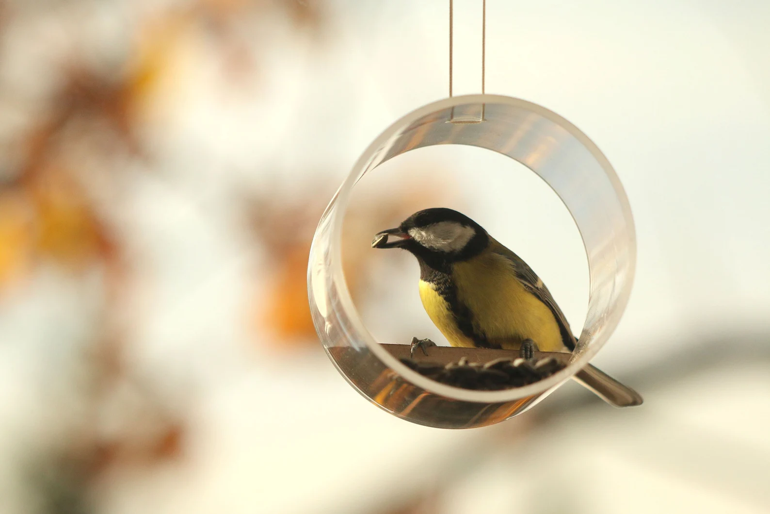 Glass Minimalist Window Bird Feeder